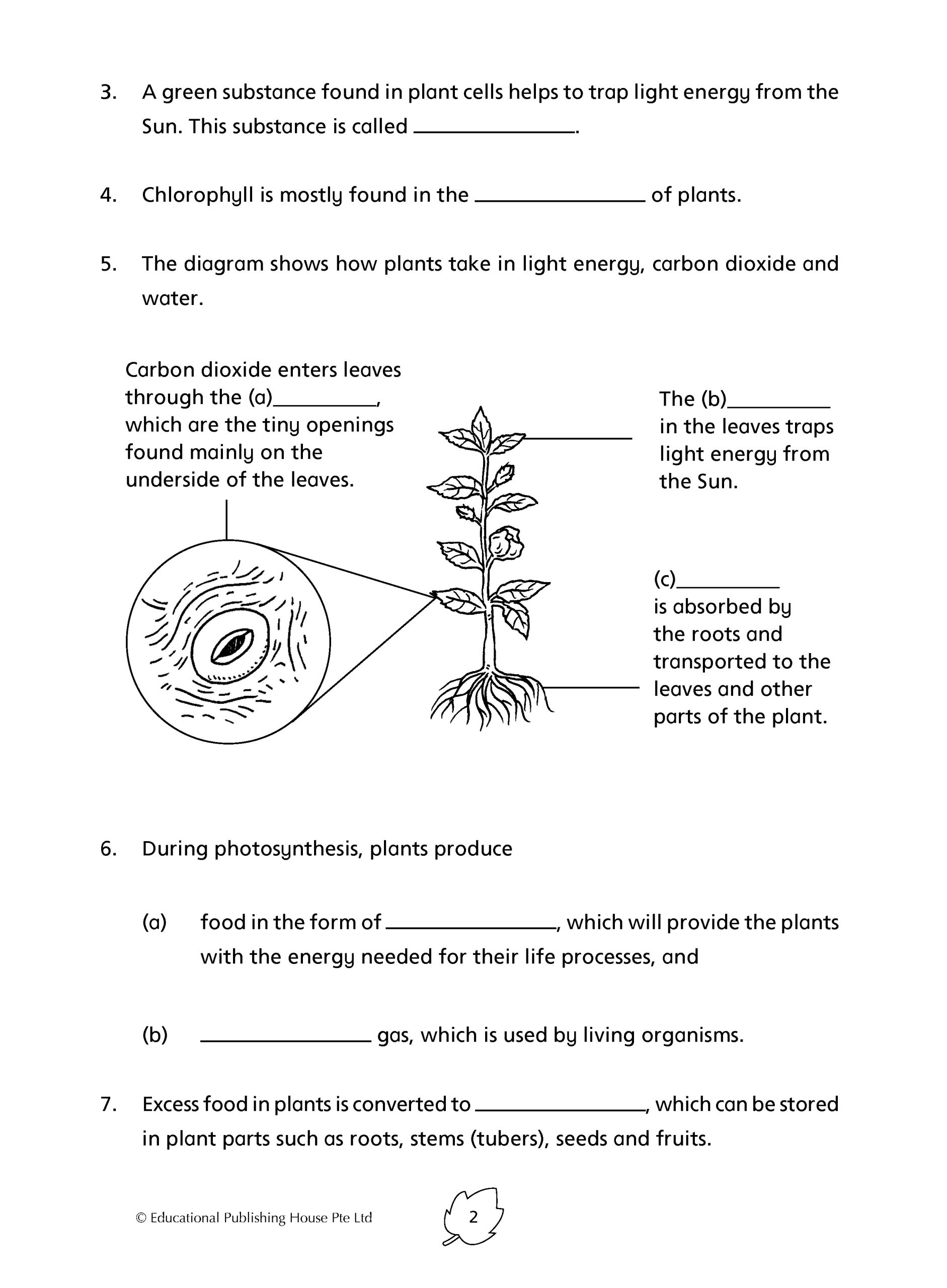 P6 Science Practice 1000+ - Image 4